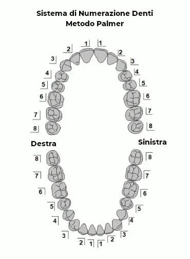 Numerazione Denti Metodo Palmer - Numero dei Denti Permanenti