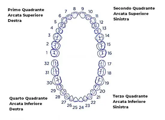 Numerazione Denti - Numero dei Denti Adulti