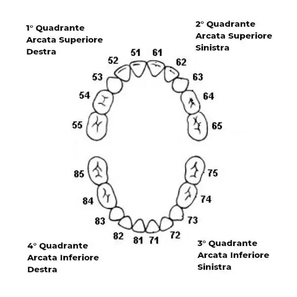 Numerazione Denti - Numero dei Denti Bambini