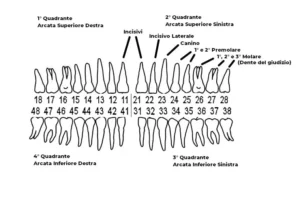 Numerazione Denti - Numero dei Denti Frontale